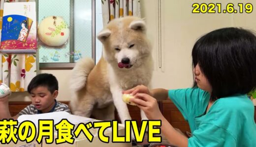 萩の月と秋田犬ソウスケ君ライブ配信