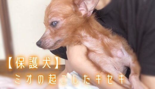 【保護犬預かりvlog】ミオ、奇跡をありがとう・・・