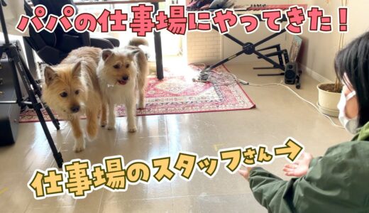 犬の保育園！パパの仕事場でポテとひだりを預かってみたら…