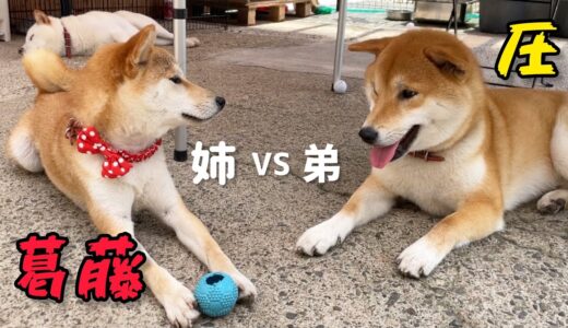 弟犬に頭を悩まされる姉犬の葛藤が痛いほど伝わる動画www