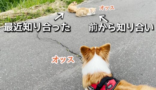 家猫と野良猫に対する態度が全く違う犬【コーギー】【マンチカン】