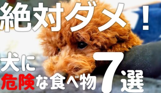 【保存版】絶対犬に食べさせてはいけない危険な食べ物7選！