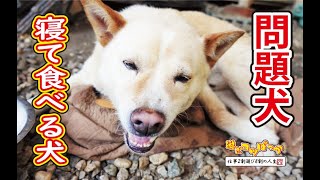 【猟犬】問題犬！寝て食べる犬！