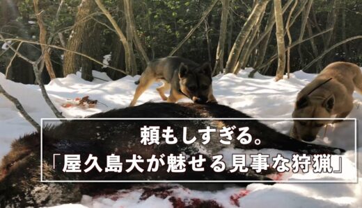 ベテラン猟師が認める屋久島犬の猪猟