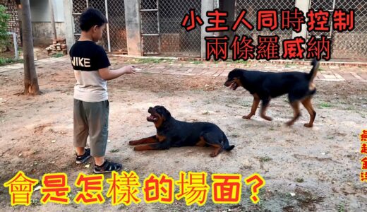 罗威纳犬真的只忠诚于一位主人吗？面对家里其他人它会怎样对待？