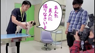 雑誌の取材でプロカメラマンに女優魂を見せつけるパグ犬ぷぅ