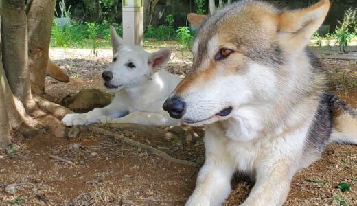 わんぱくでもいい たくましく育ってほしい狼犬子犬