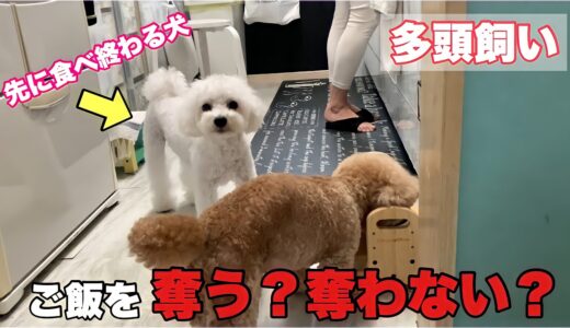 おっとり先住犬と活発な後輩犬の上下関係は？ トイプードル/マルプー