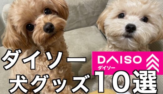 ダイソーの犬グッズがコスパ良すぎる！おすすめ購入品紹介♪【犬グッズ】