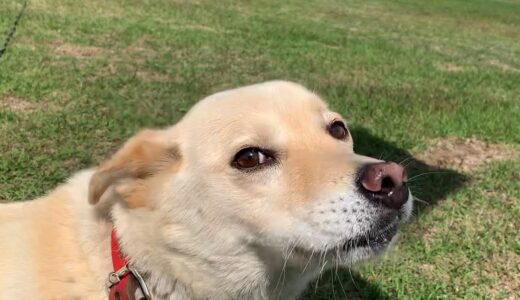 お散歩する白い犬と爪とぐ猫