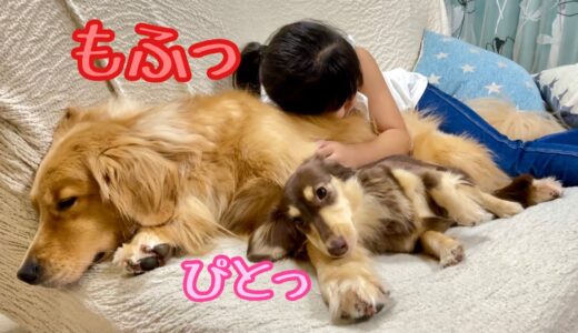 娘だけじゃなく小型犬からも頼られる、もふもふクッションが羨ましすぎる！ゴールデンレトリバーのクッキーとミニチュアダックスフンドの子犬ショコラとの幸せな日常