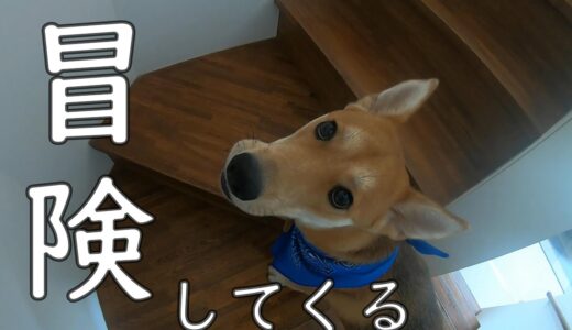 怖がりな犬、怖がっている工事を見に行く