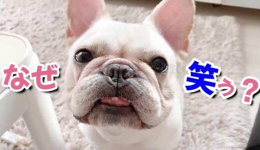 【終始】どうしてもムキっちゃう犬ww【フレンチブルドッグ frenchbulldog】