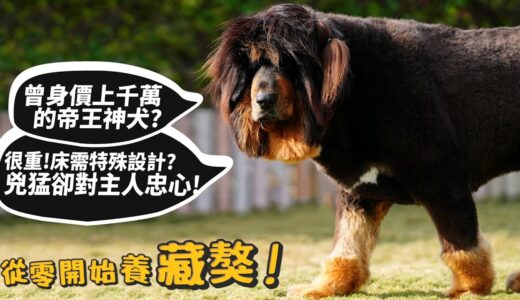 【從零開始養】藏獒!曾身價上千萬的帝王神犬!?兇猛護主!床需特殊設計!吃飯特別兇惡?洗澡過程驚人?【許伯簡芝】Tibetan Mastiff