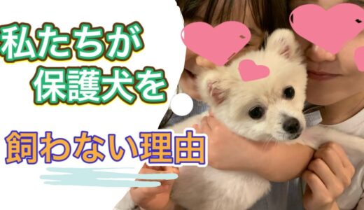 保護犬を敢えて引き取らず「預かる」という選択＆ブーちゃん速報！