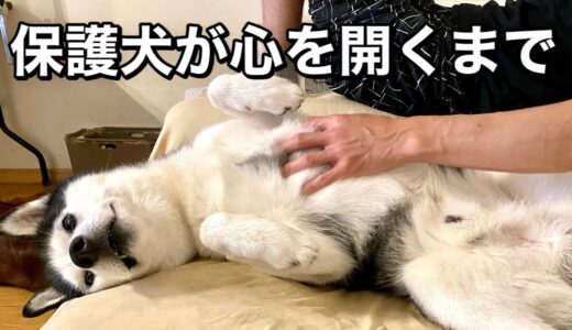 5歳の元保護犬が家族になるまでに乗り越えた事【大型犬との暮らし】