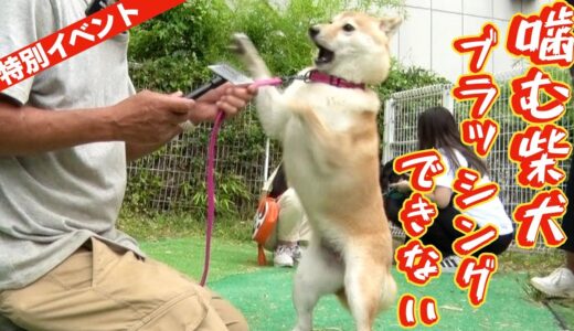 【噛む柴犬】ブラッシングできない⁉️ 309美原ドッグランイベント犬の問題行動なんでも相談会