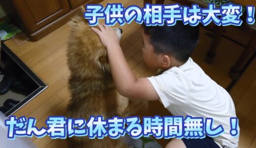 [保護犬だん君]犬だって子供の相手は大変！w小さい子供が家にいると犬に休まる時間無し！wだん君お疲れさまです！