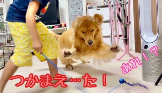 猫じゃらしに屈して、子猫のようにはしゃぎ回る大型犬がこちら。【ゴールデンレトリバーとミニチュアダックスフンド】