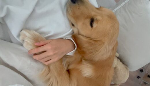 朝、目覚めたら隣で添い寝してくれている犬