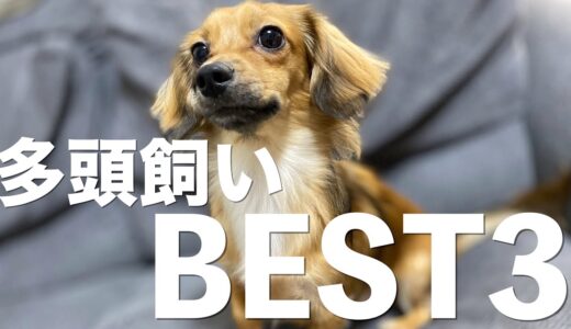 多頭飼いに向いている犬種、不向きな犬種BEST3【犬 多頭飼い 犬との生活 犬との暮らし】