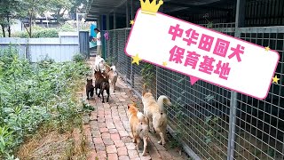 带大家参观一下中华田园犬保育基地。欢迎大家云养狗！