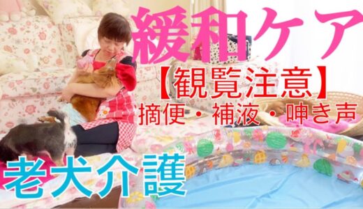 大場久美子【老犬介護No.54】わん太の今。介助が日に日に増えますが、わん太頑張ってます。