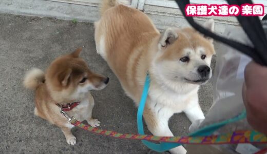 命ありがとう！　元凶暴秋田犬追悼動画　一青窈 ハナミズキ