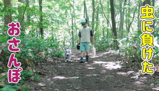 【シニア犬と6歳児】虫に惨敗して退散したお散歩...