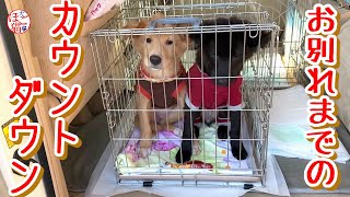 【捨て犬　子犬　保護】側溝に落ちていた子犬　旅立ちの日