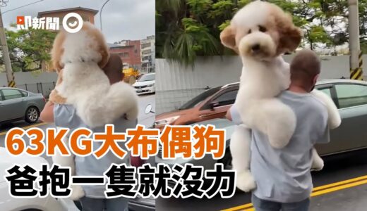 爸抱63公斤「巨型貴賓犬」上車　媽笑：抱一隻就沒力！｜寵物｜動物｜狗狗｜大型犬｜洗澡｜精選影片