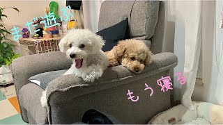 遊びたい犬と寝たい犬がソファーにいるとこうなります トイプードル/マルプー