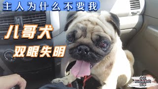 心痛双目失明的巴哥犬，被主人拋弃在路边，不爱为什麽当初养他  －Dog rescue in China-20210715