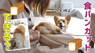 お転婆犬の食パンカット に挑戦します！【コーギー】