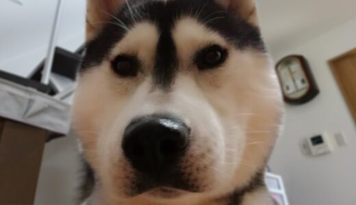 飼い主を起こしにきて、自分が寝ちゃった犬がこちら