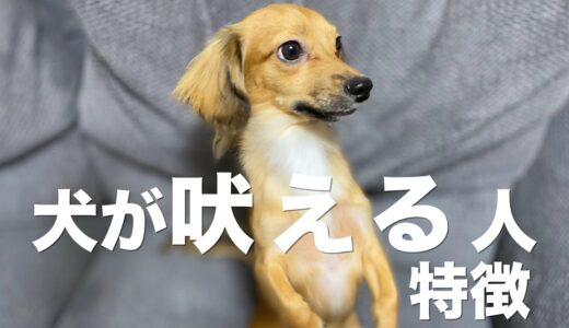 犬が吠える人の特徴