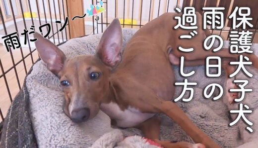 保護犬子犬、雨の日も賢かった！新技登場【Day63】