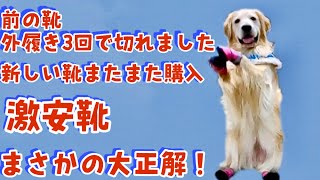 【犬靴問題】買ったばかりの靴が切れた　激安靴買ったらヤバかった！　ゴールデンレトリバー