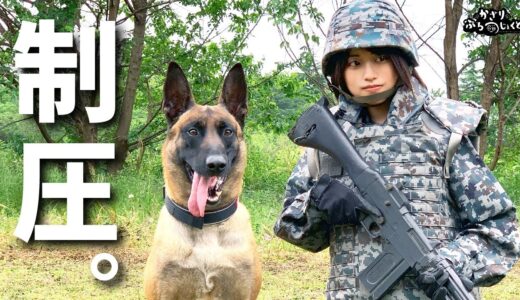 【自衛隊】本気を出した最強警備犬、不審者への対応が凄すぎた。【制圧】JASDF Military dog! Defeat a suspicious person with a military dog