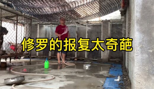 加纳利犬修罗的底线：吼我，霸占我家都无所谓，但不能看我的食物