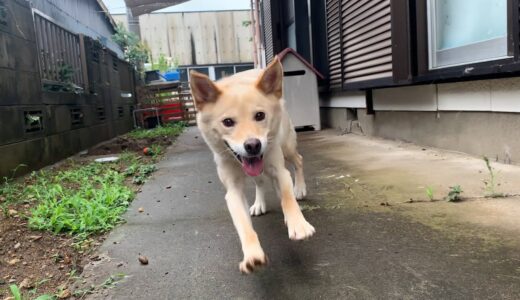 笑顔で走る白い犬とベットで寝る猫と遊ぶ子猫