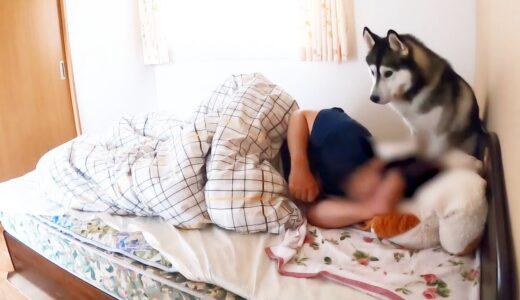 飼い主を起こしにきて、自分が寝ちゃった犬が可愛い