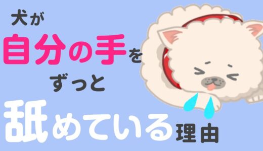 犬が足をしきりに舐める！理由はストレス？やめさせた方が良い？