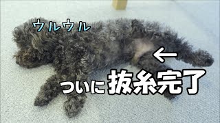 【手術費用】抜糸後に犬がとった行動がこちら