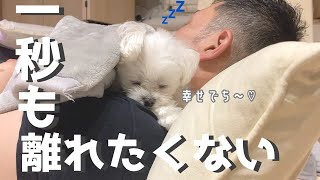 １分１秒離れたくない犬と人が幸せそうに寝てる動画