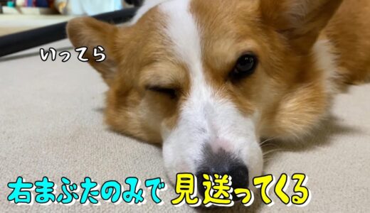 母の見送りは「いたしません！」ブレないコーギー犬