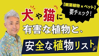 【観葉植物×ペット】要チェック！犬や猫に有害な植物と、安全な植物リスト