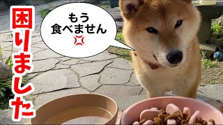 拒否犬【柴犬】がご飯を食べなくなりました！shiba inu