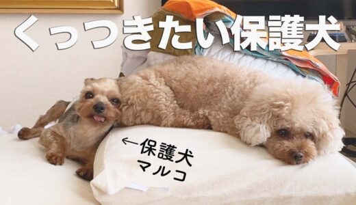 保護犬が姉犬とシンクロした動きを見せ始めました。【Day7】