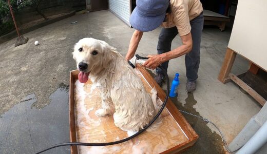 【ド・田舎】の犬の洗い方。　GoldenRetriever　ゴールデンレトリーバー